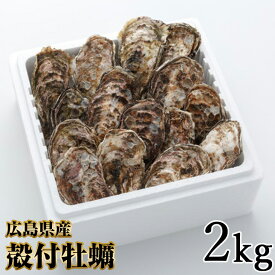 【ふるさと納税】オレの牡蠣アミスイ 殻付牡蠣 2kg｜朝どれ 生食用 殻付き かき カキ 大粒 生牡蠣 生かき 生がき 生カキ 生ガキ 貝 シーフード オイスター 海産物 海鮮 魚介類 海の幸 海のミルク 濃厚 BBQ バーベキュー カンカン焼き ガンガン焼き かんかん焼き [1805]