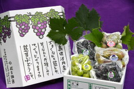 【ふるさと納税】特選ぶどう4〜5種おまかせ詰め合わせ(約2kg)【配送時期：8月下旬〜10月下旬】
