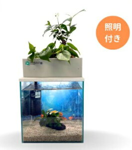 yӂ邳Ɣ[Łz炬rIg[v@25cm^{+ƖZbg