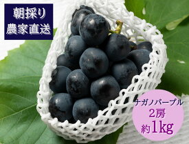 【ふるさと納税】【2026年発送分先行予約】ナガノパープル　2房（約1kg）　8月下旬発送　広島　農家直送・新鮮朝採り　【配送不可：離島】【※お届け日指定不可】
