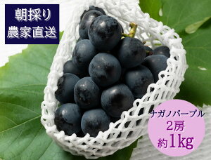 yӂ邳Ɣ[Łzy2026Ns\ziKmp[v@2[i1kgj@8{@L@_ƒEVN̂@yzsFzy͂wsz