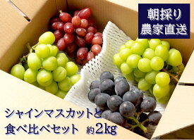 【ふるさと納税】【2026年発送分先行予約】シャインマスカットと食べ比べセット（約2kg）　9月上旬発送　広島　農家直送・新鮮朝採り　【配送不可：離島】【※お届け日指定不可】