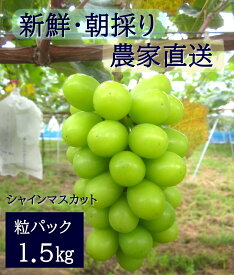 【ふるさと納税】【2026年発送分先行予約】シャインマスカット　粒パック（約1.5kg）　9月上旬発送　広島　農家直送・新鮮朝採り