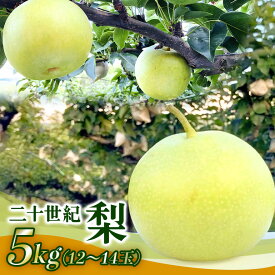 【ふるさと納税】梨 2026年 先行予約 二十世紀梨 5kg 12〜14玉 果物 なし 広島県 安芸高田市　お届け：2026年9月10日〜2026年9月20日頃
