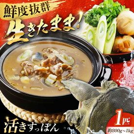 【ふるさと納税】海鮮 魚介類 すっぽん 生きたままの最高級食材！江田島育ちのすっぽん【活き】スッポン 料理 人気 美容 健康 ギフト 広島県産 江田島市/平井興産株式会社 [XAC003] 海鮮 魚介類 冷蔵 すっぽん スッポン コラーゲン セット 鍋