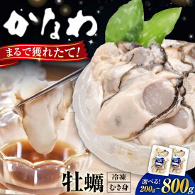 【ふるさと納税】広島牡蠣の老舗かなわ【選べる発送月・内容量】かなわ 冷凍牡蠣 むき身 200g〜800g 牡蠣 かき カキ カキフライ 冷凍 生食用 魚介類 海鮮 ギフト 広島県産 人気 送料無料 楽天限定 江田島市/株式会社かなわ[XBP051]