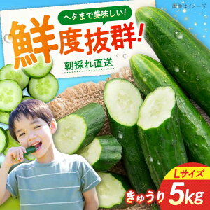 yӂ邳Ɣ[ŁzyNxocOzL ]csY イ 5kg×1 LTCY  ₳ イ ӉZ LE Zbg VN ① e { lߍ킹 T_ Е Ђ Mtg L
