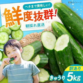 【ふるさと納税】【鮮度バツグン】【訳あり】広島県 江田島市産 きゅうり 5kg×1箱 Lサイズ 野菜 やさい きゅうり 胡瓜 キュウリ セット 新鮮 冷蔵 大容量 旬 詰め合わせ サラダ ギフト 広島県産 人気 送料無料 江田島市/ひろしま農業協同組合江田島アグリセンター[XCA002]