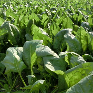 �y�ӂ邳�Ɣ[�Łz�V�N���̂�!���|���c���Y�ق���񂻂��@200g×7���y�z���s�n��F�����E�k�C���E���ꌧ�z�y1013669�z