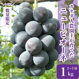 【ふるさと納税】ニューピオーネ 約1kg(2～3房)【先行予約・数量限定】カナダ人農園主 ぶどう ブドウ フルーツ 果物 くだもの 産地直送 世羅 SDGs【2024年9月中旬以降順次発送】A021-01