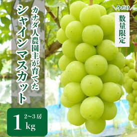 【ふるさと納税】シャインマスカット 約1kg(2～3房)【先行予約・数量限定】カナダ人農園主 ぶどう ブドウ マスカット フルーツ 果物 くだもの 産地直送 世羅【2024年9月下旬以降順次発送】A021-04