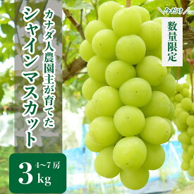 【ふるさと納税】シャインマスカット 約3kg(4～7房)【先行予約・数量限定】カナダ人農園主 ぶどう ブドウ マスカット フルーツ 果物 くだもの 産地直送 世羅 SDGs【2024年9月下旬以降順次発送】A021-18