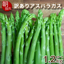 【ふるさと納税】 訳あり アスパラガス B品 600g~1.2kg 朝採れ 大容量 アスパラ S~3L 有機肥料使用 サイズ混合 セット SDGs フードロス 食品ロス お届け月 規格外 野菜 新鮮 夕飯 おかず お弁当 新鮮アスパラ 選べる 容量 下関 山口