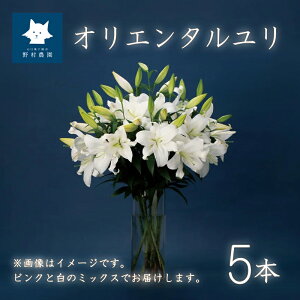 yӂ邳Ɣ[Łz   5{ Q 20 IG^[ ؂ ԑ JԑO CeA p ̓ ̓ j 蕨   Mtg v[g 蕨 