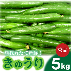 yӂ邳Ɣ[Łz Iׂ TCY イ Gi 5kg ̂  ԓy LE ӉZ VN JJ RY   ٓ [ T_ e  sNjbN ֎s R y2025N9