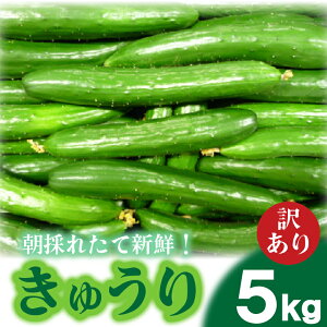 yӂ邳Ɣ[Łz y2026Nx s\ z イ 󂠂 2kg or 5kg ̂  ԓy LE ӉZ VN JJ RY   ٓ T_ e  sNjbN ֎s R