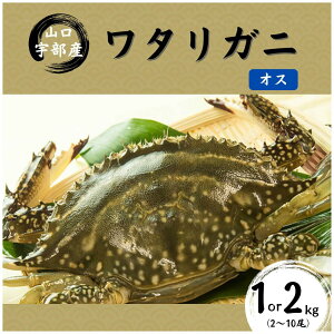 yӂ邳Ɣ[Łzys\zykCEkEEzs^wK{z_Iׂeʁ^^Kj [IX] 1kg(2`5)or2kg(5`10) |  pX^ X` Jj  VN ł I 