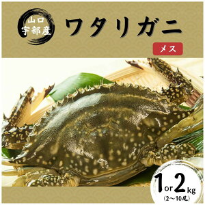 yӂ邳Ɣ[Łzys\zykCEkEEzs^wK{z_Iׂeʁ^^Kj [X] 1kg(2`5)or2kg(5`10) |  pX^ X` Jj  VN ł I 