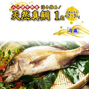 yӂ邳Ɣ[Łz sO낵t  ߁IVR ^ IVR ^C I (1 2`3kg) y  VN c}~ hg Ă s꒼ R Fs z