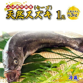 【ふるさと納税】※着日指定必須※ 《三枚おろし》 天然 スズキ ・ セーゴ (1尾 約3kg) 【 魚 新鮮 ツマミ 刺身 煮つけ 市場直送 山口県 宇部市 】[BTAE020]