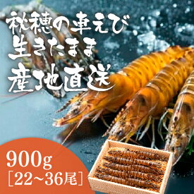 C040【ふるさと納税】活きあいおえび900g（22〜36尾）