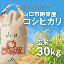 楽天市場】阿東（米・雑穀｜食品）の通販