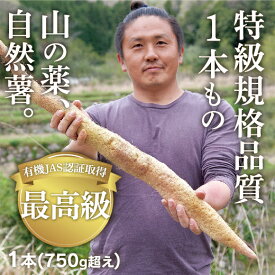 D173【ふるさと納税】ミライエfarm特級規格品質1本もの750g超えサイズ　最高級自然薯