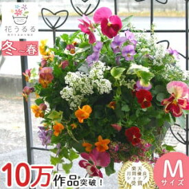 D-457【ふるさと納税】パンジー＆ビオラの花うるるハンギング寄せ植え「カシスオレンジ Mサイズ」