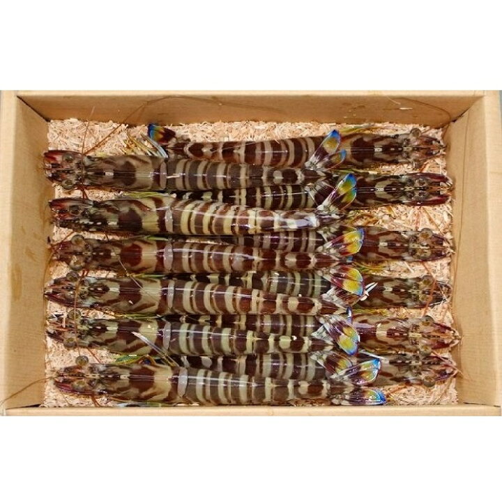 楽天市場】B-006【ふるさと納税】山口市秋穂産活きあいおえび1700g(850g(20〜30尾)×2)【養殖】 : 山口県山口市 楽天市場】B-006【ふるさと納税】山口市秋穂産活きあいおえび1700g(850g(20〜30尾)×2)【養殖】 : 山口県山口市