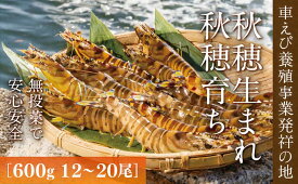D036【ふるさと納税】旭水産活き車海老（あいおえび）600g（12～20尾）【養殖】