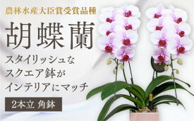 D368【ふるさと納税】 【農林水産大臣賞受賞品種】☆鉢も楽しむ！『スクエア鉢』☆スタイリッシュな『乙姫（おとひめ）』＊角鉢＊2本立＊