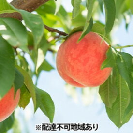 【ふるさと納税】もも 約2kg 有田農園 桃 フルーツ 果物 デザート モモ ※配達不可:北海道、沖縄、離島　【萩市】　お届け：2024年7月10日～8月20日