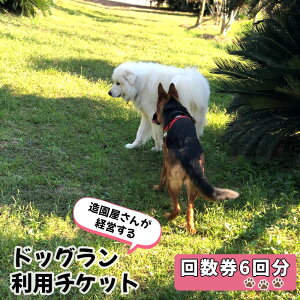 yӂ邳Ɣ[ŁzNo.183 hbOp`Pbg@񐔌6 ^ Sp\ JtF K[f eX   R