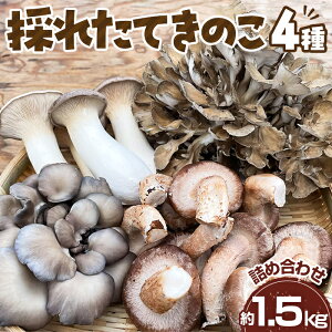yӂ邳Ɣ[ŁzNo.208 ̂ꂽĂ̂4lߍ킹Zbg@1.5kg ^ LmR  VN  Yn SS _sgp ؗ VՂ ݂ 畨 BBQ ۏ GM