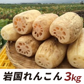 【ふるさと納税】岩国 れんこん 泥付き 3kg【山口県農業協同組合】