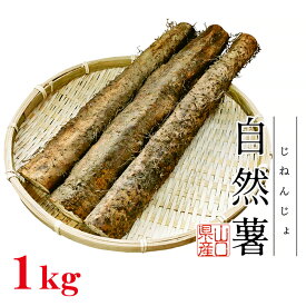 【ふるさと納税】Agrimottoの「自然薯」1kg