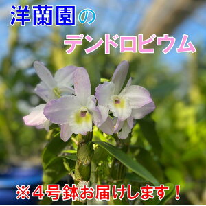 yӂ邳Ɣ[Łz t[  fhrE m 4 ͂ R 蕨 Mtg Cxg(1020)