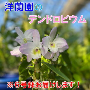 yӂ邳Ɣ[Łz t[  fhrE m 6 ͂ R 蕨 Mtg(1261)