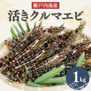 yӂ邳Ɣ[Łz2026N1:N}Gr@1kgyzsnFEkCEꌧzy1052791z