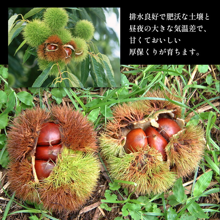 楽天市場】【ふるさと納税】 厚保くり ( 生栗 ) 10kg 山口美祢産  