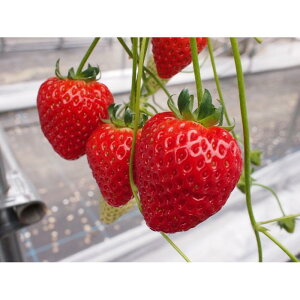 yӂ邳Ɣ[Łzys\12{ȍ~zɊÃC`S ڂ 2i(800g`900gj 嗱n݂Ƃ | t[c ʕ  Hi lC  