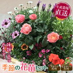 《容量が選べる》 生産農場直送！季節の花苗セット 花苗 苗 セット 寄せ植え 花壇 ガーデニング F6L-415var