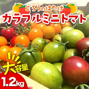 yӂ邳Ɣ[Łze 낤̂͂ Jt~jg}g 1.2kg x Z g}g T_ Rzc F6L-646