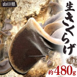yӂ邳Ɣ[Łz炰 480g 炰 LNQ ؎  n O Hi R Rzc F6L-656