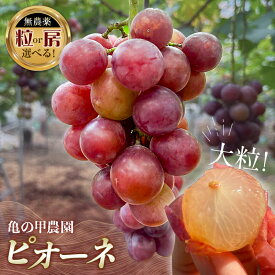 【ふるさと納税】【先行予約】農薬・化学肥料不使用 高級ぶどう 1房 2房 3房 9粒 無選別 冷凍 フルーツ ぶどう 葡萄 ブドウ ピオーネ 有機 無農薬 山口県 山陽小野田市 ふるさと納税 F6L-920var