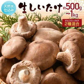 【ふるさと納税】 ＼選べる容量／《ひるおびでご紹介されました！》天然水仕込み生しいたけ 2種混合 約500g 約1kg 農家直送 生しいたけ シイタケ 椎茸 どんこ 混合 ミックス ご当地 グルメ 食品 1万円以下 F6L-1072var