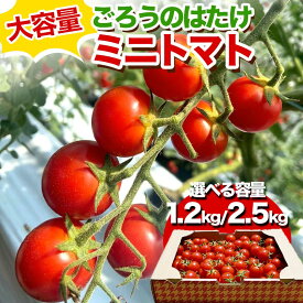 【ふるさと納税】【選べる容量】大容量 ごろうのはたけ ミニトマト 1.2kg 2.5kg 高糖度 濃厚 トマト サラダ 山陽小野田 F6L-1317var