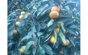 �y�ӂ邳�Ɣ[�Łz�y���h�哇�Y�z���B�݂���i�승4���j 10kg