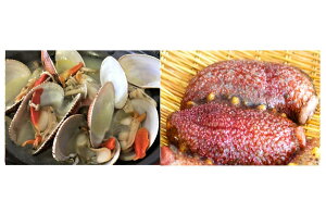 yӂ邳Ɣ[Łz~̂ՂCNlC̐ԂȂ܂500g+Ԃ܃qL1kg2_ZbgystJnI2026N27ȍ~̂͂z