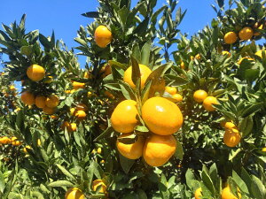 �y�ӂ邳�Ɣ[�Łz�y���h�哇�Y�z�Βn�݂���i������j